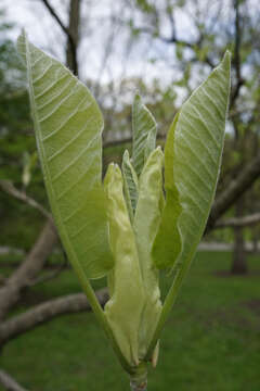 Image of Big-Leaf Magnolia