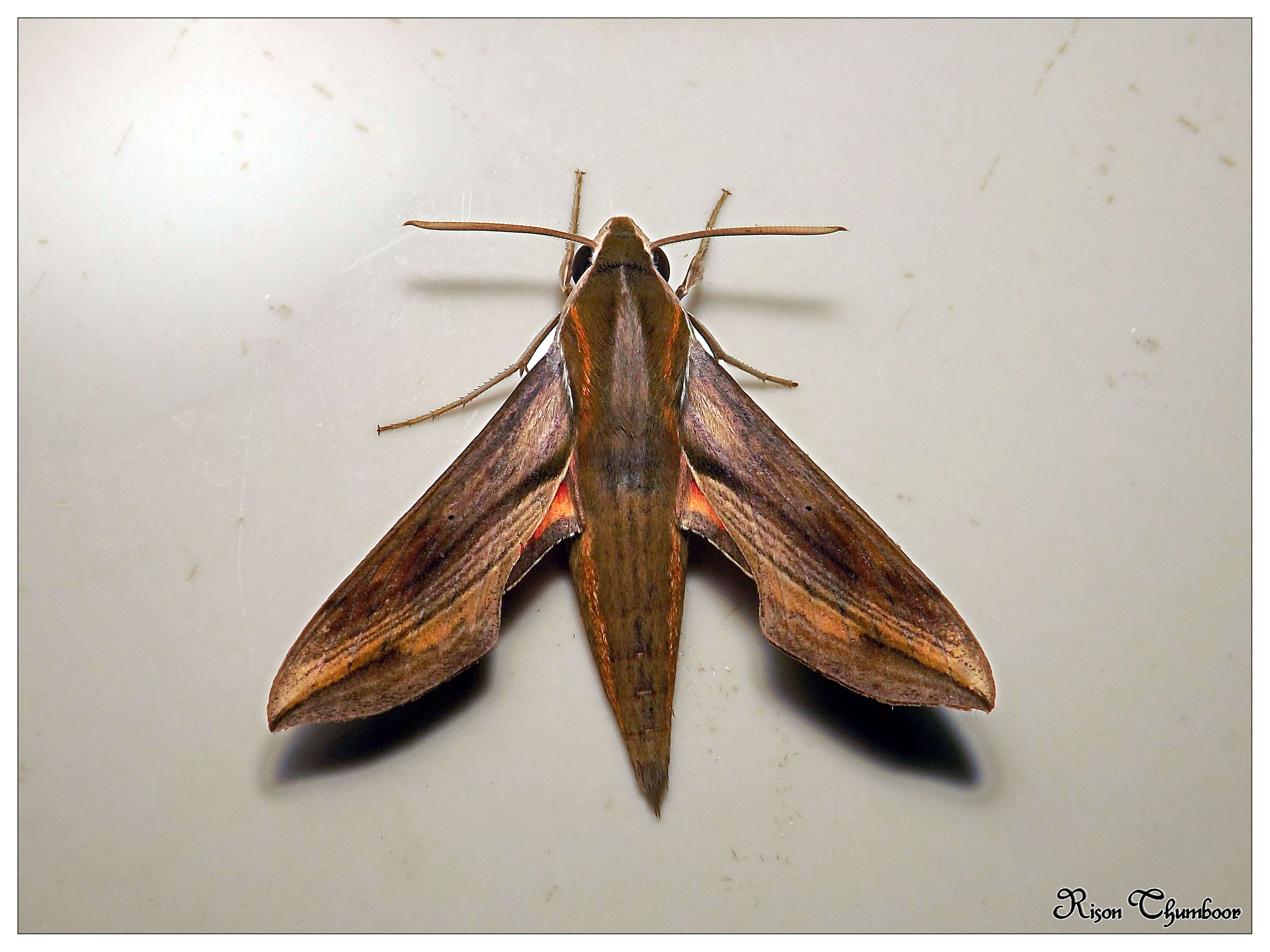 Image of Vine hawk moth