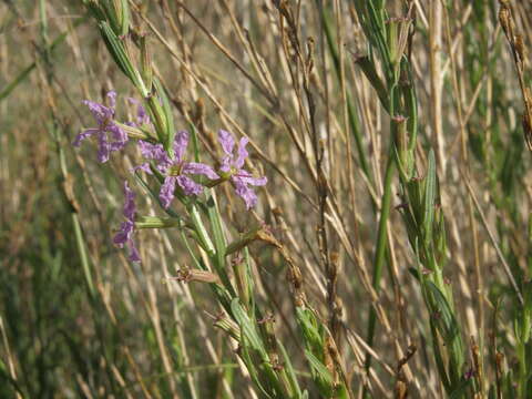 Plancia ëd Lythrum californicum Torr. & Gray