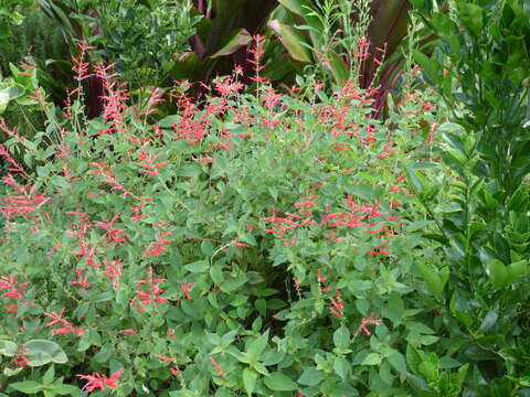 Image of pineapple sage