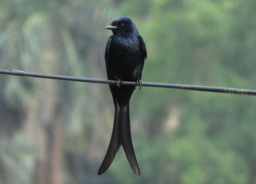 Image of Black Drongo