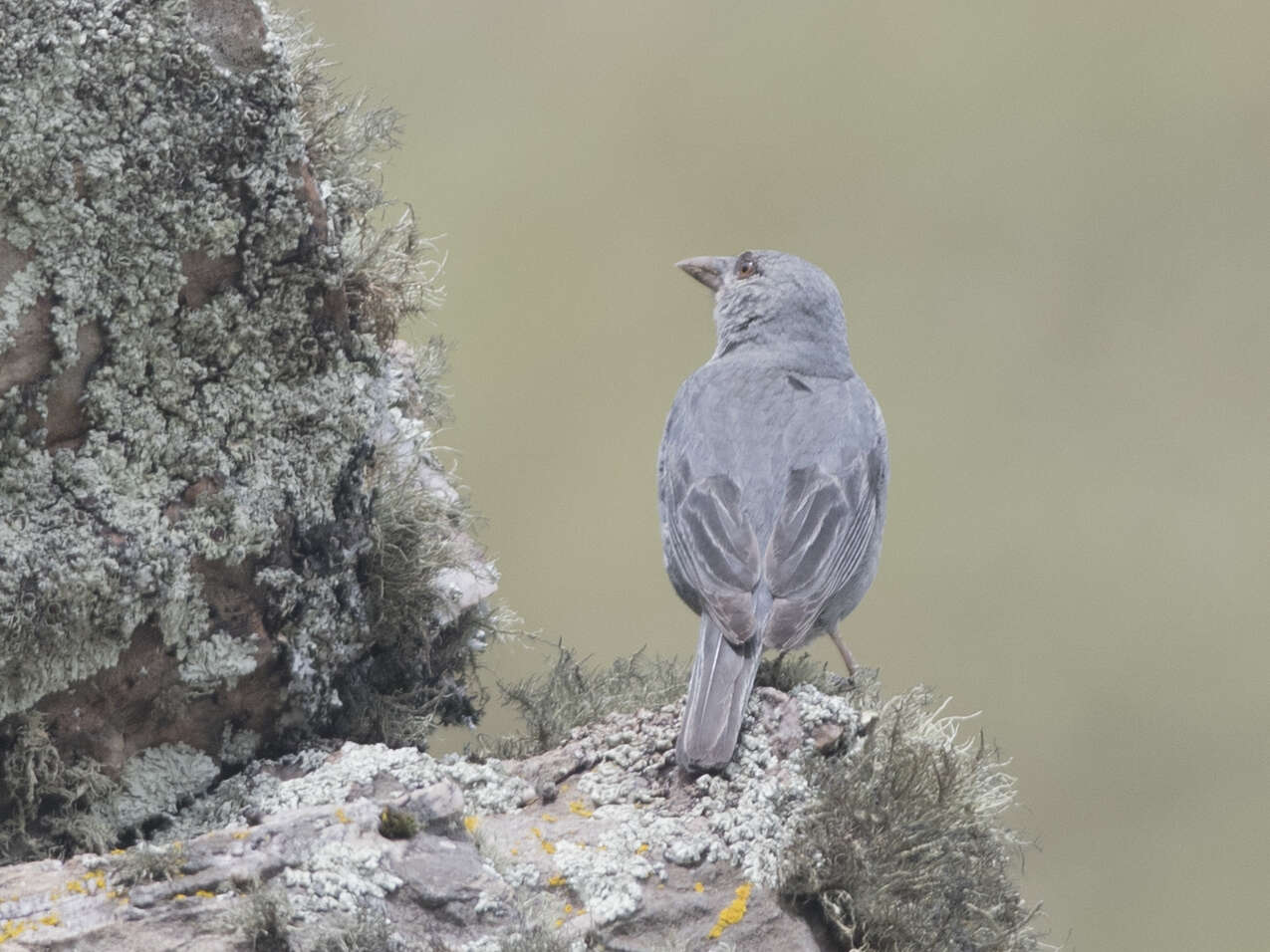 Image of Short-tailed Finch