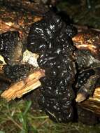 Image of Black Witches' Butter