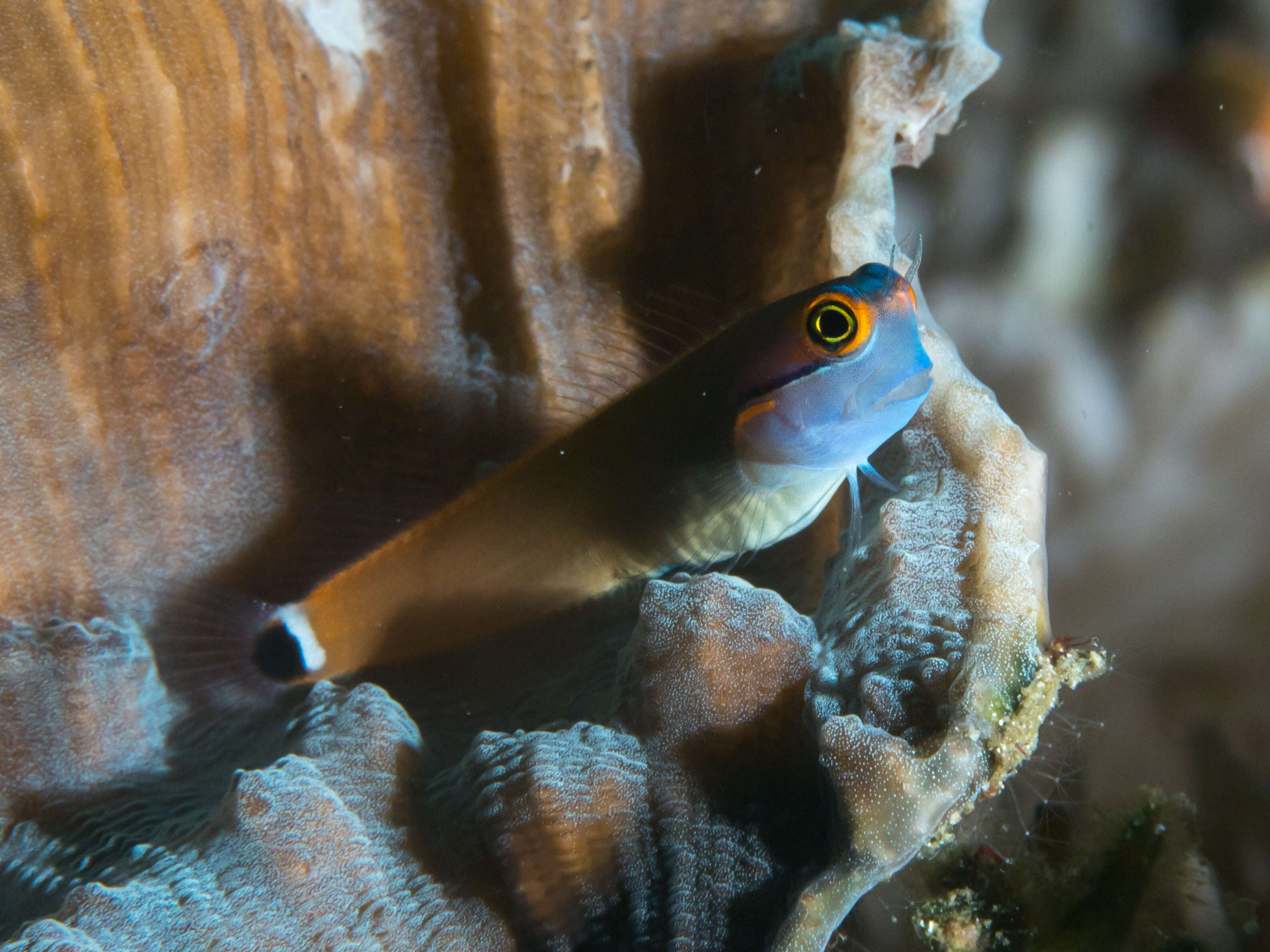 Image of Tail-spot Combtooth-Blenny
