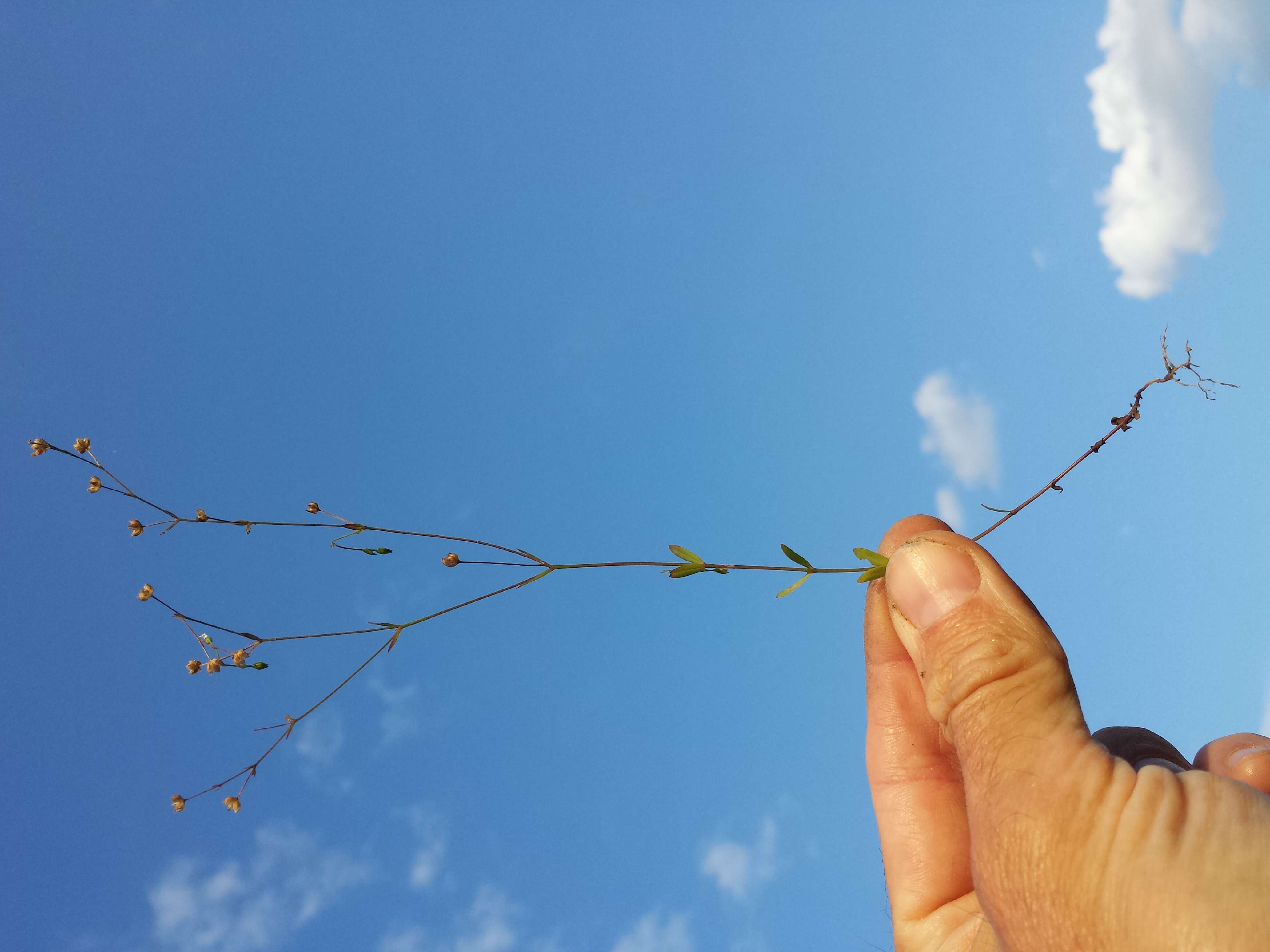 Image of purging flax, fairy flax