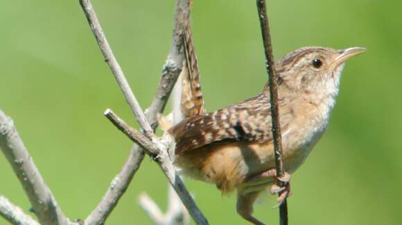 Image of Sedge Wren