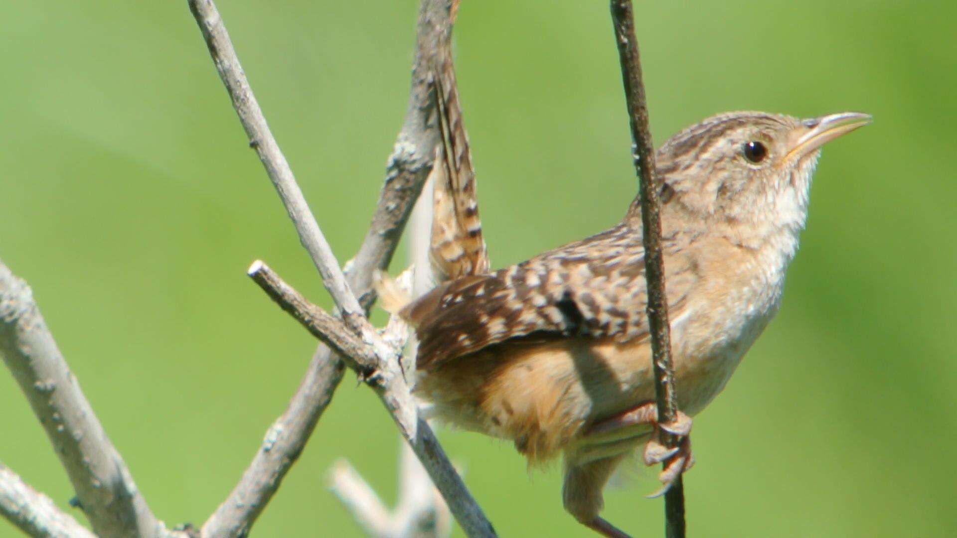 Image of Sedge Wren