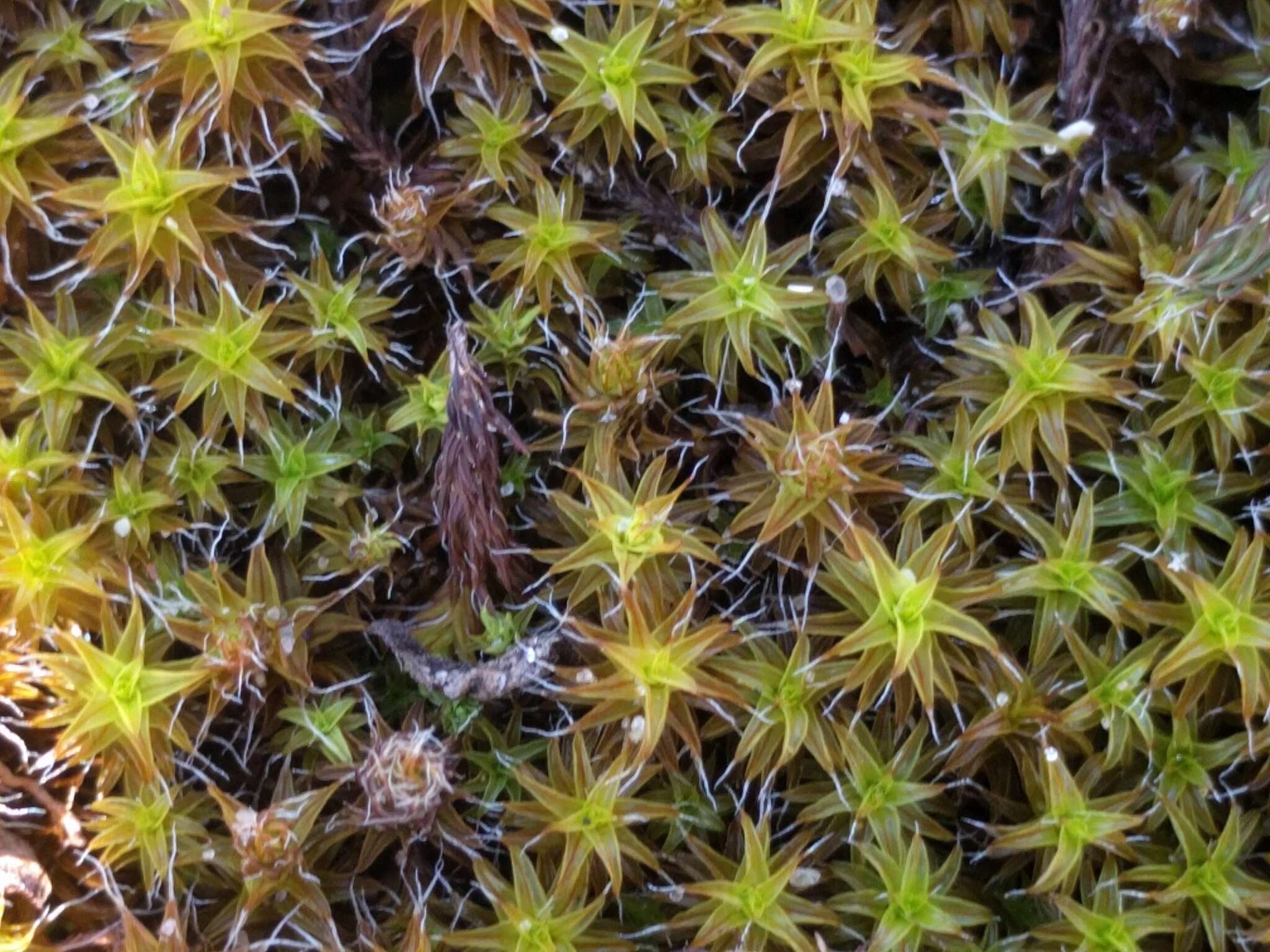 Image of great hairy screw-moss