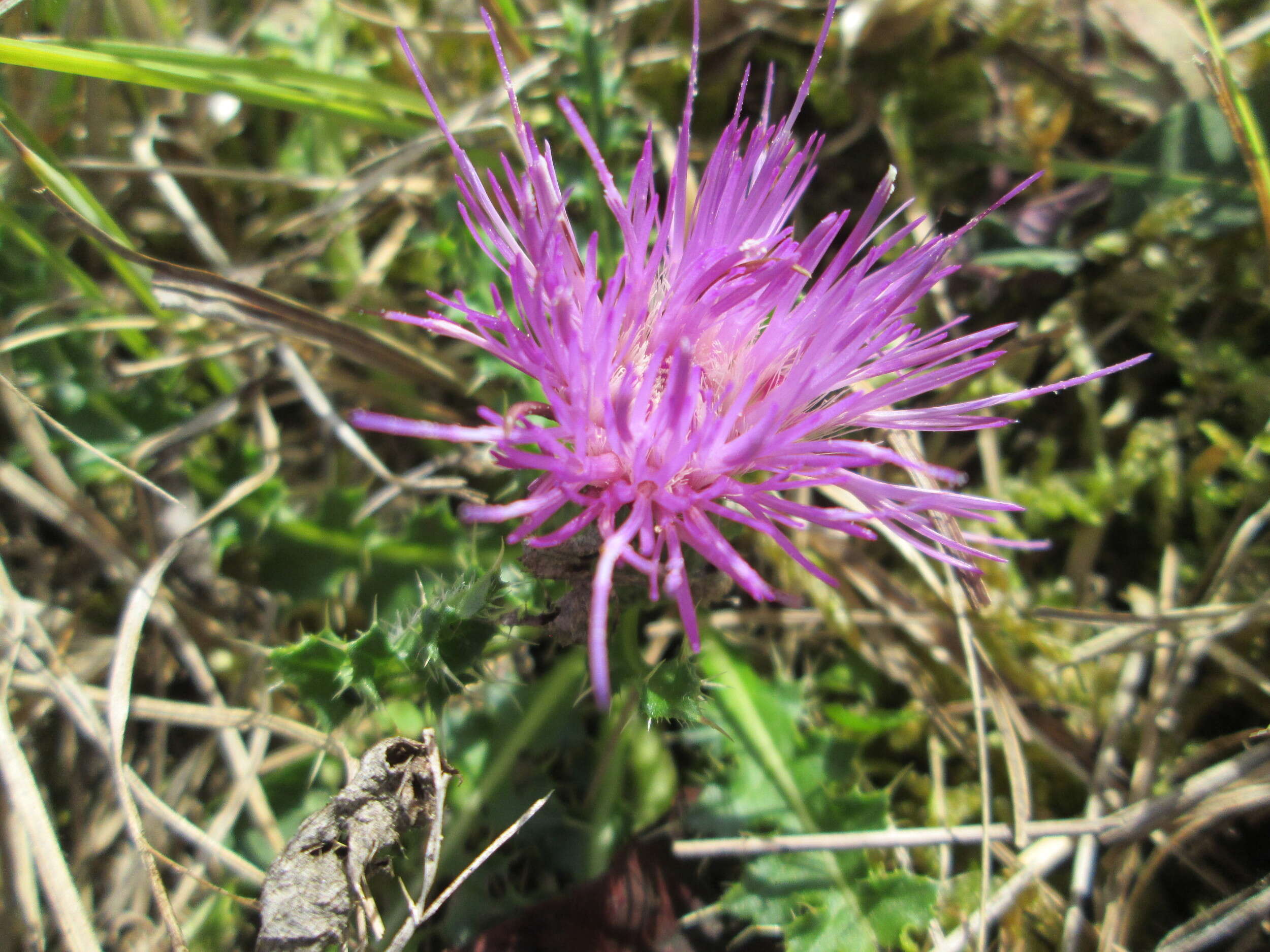 Image of dwarf thistle