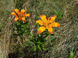 Image of orange lily