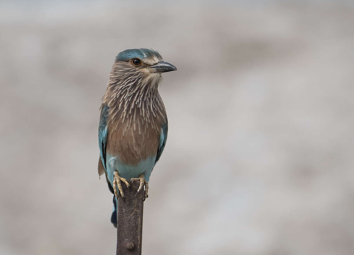 Imagem de Coracias benghalensis (Linnaeus 1758)