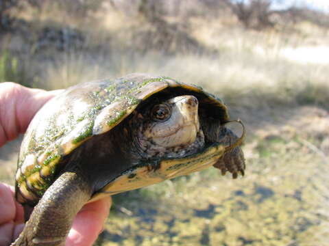 Image of Sonoran mud turtle