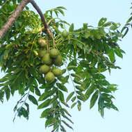 Image of Jewish plum