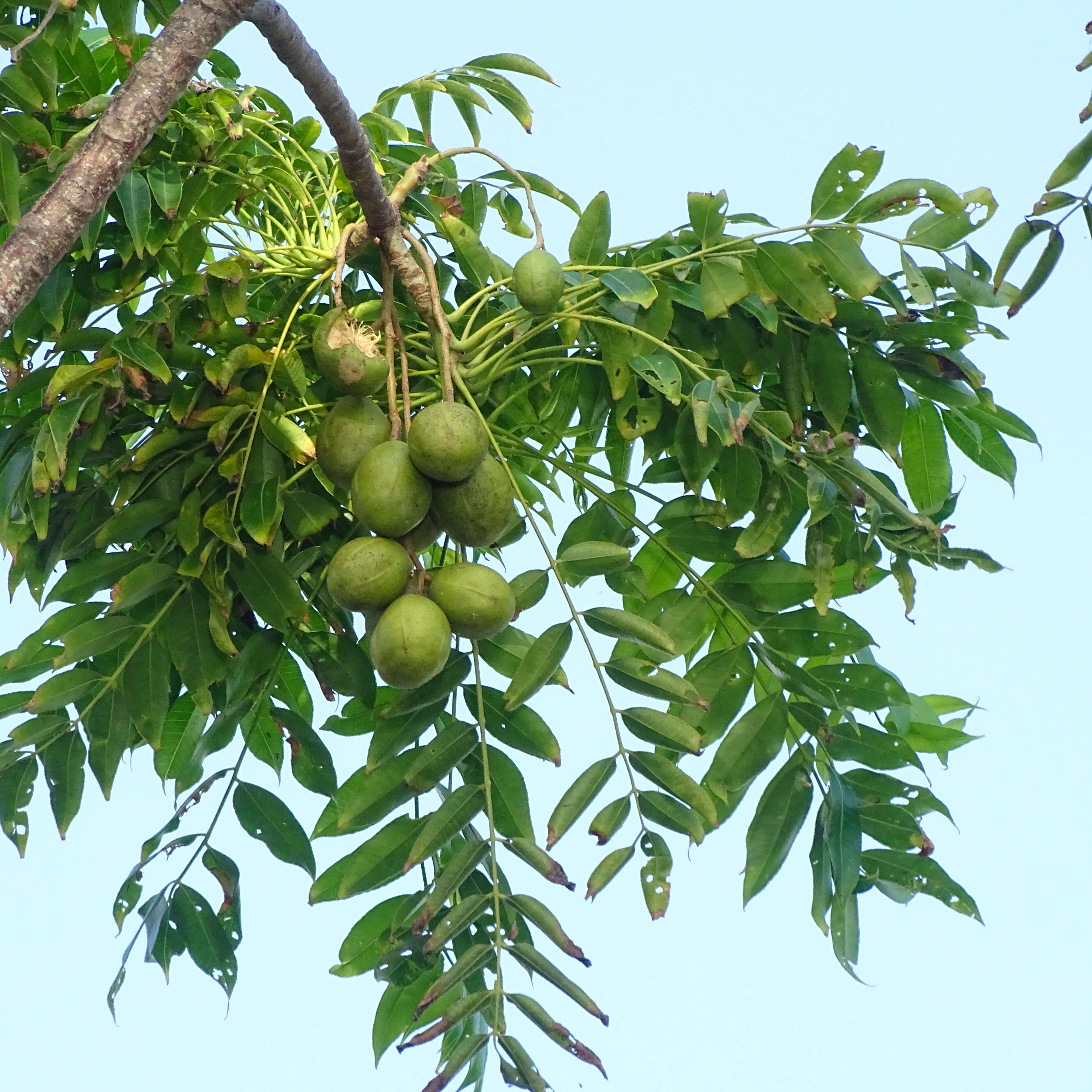 Image of Jewish plum