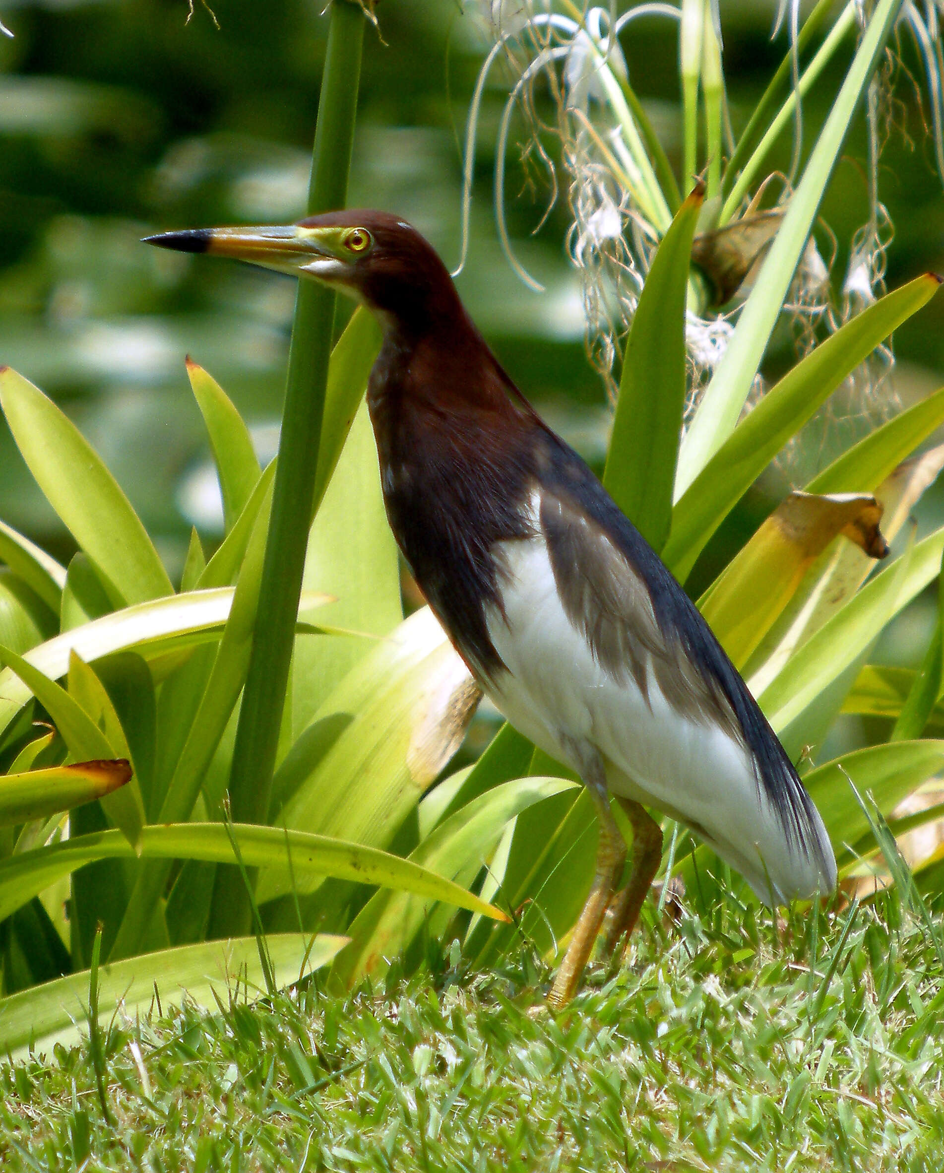 Image of Chinese Pond Heron