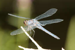 Libellula incesta Hagen 1861 resmi