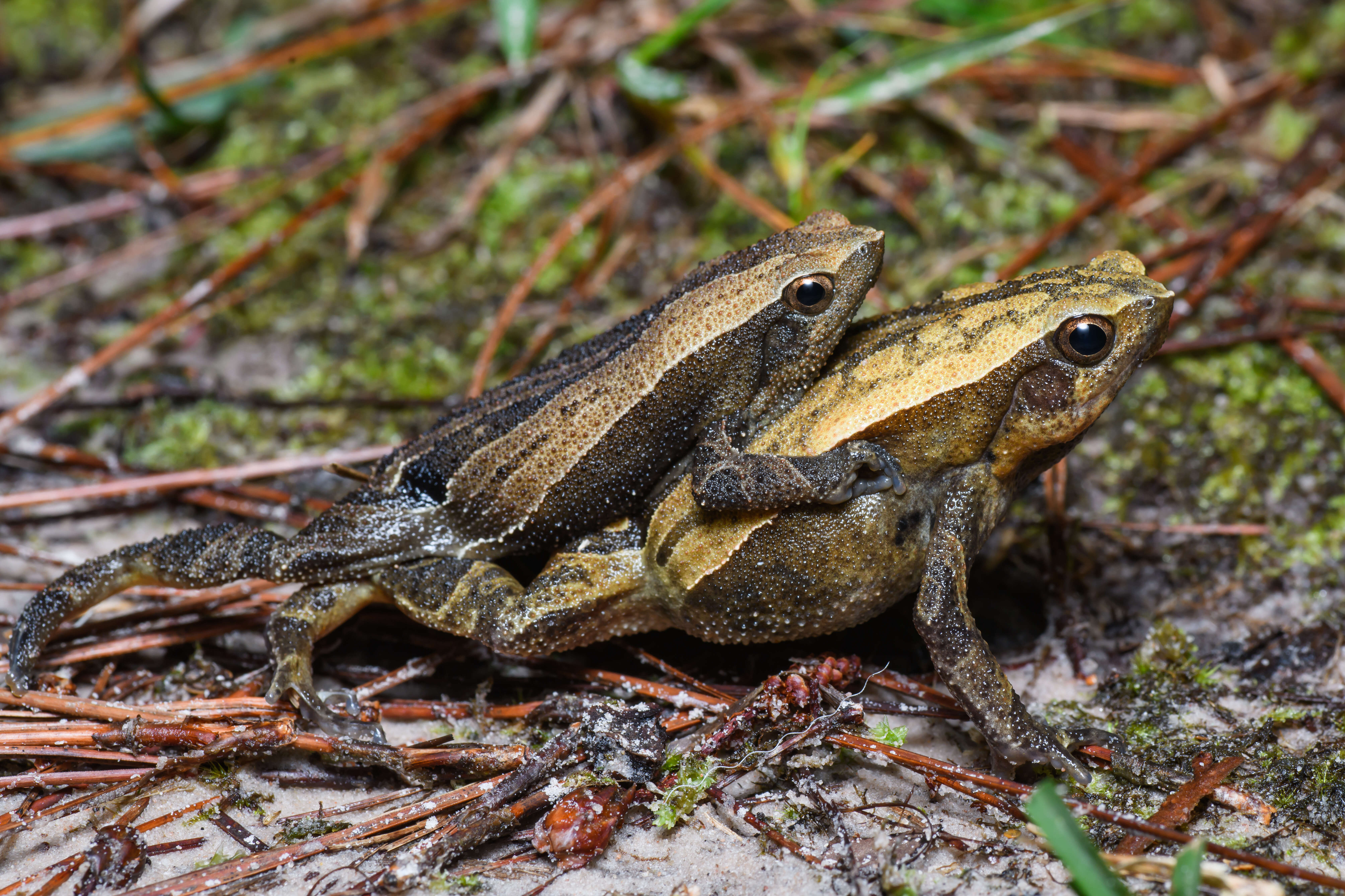 Image of Kalophrynus interlineatus (Blyth 1855)