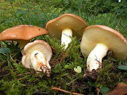 Image of Suillus granulatus (L.) Roussel 1796