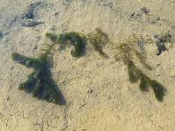 Image of Soft Hornwort