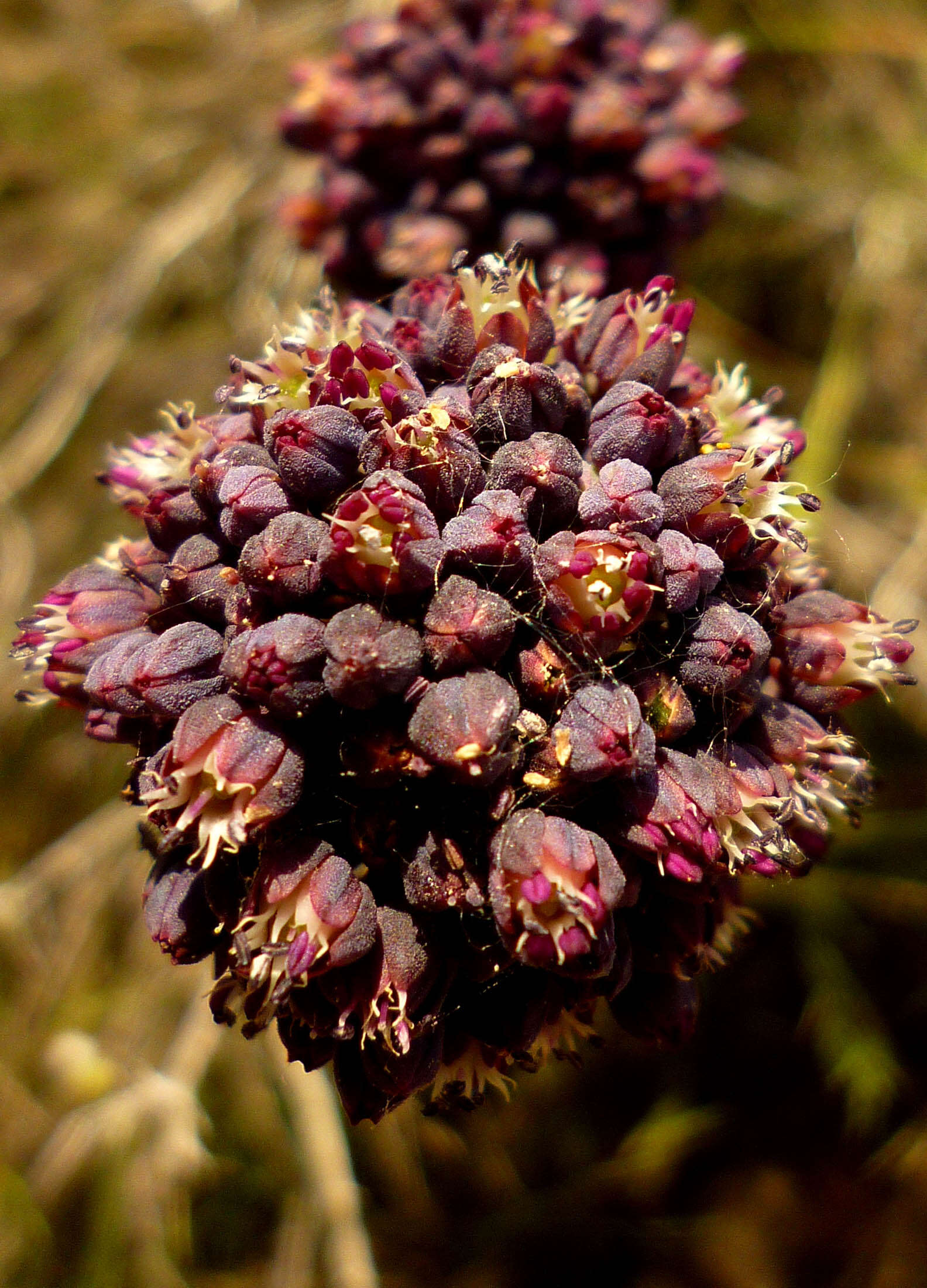 Слика од Allium melananthum Coincy