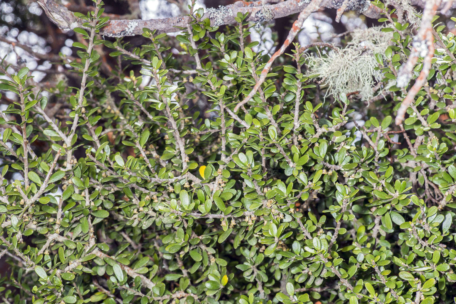 Image of Melicytus alpinus (Kirk) P. J. Garnock-Jones