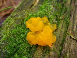 Image of Orange jelly spot