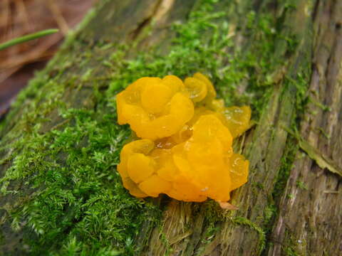 Image of Orange jelly spot