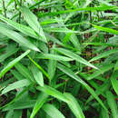 Image of Alpinia oxyphylla Miq.