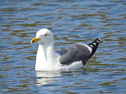 Image of Lesser Black-backed Gull