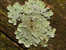 Image of Common greenshield lichen