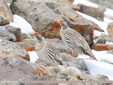 Image of Tibetan Snowcock