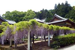 Image of Japanese wisteria