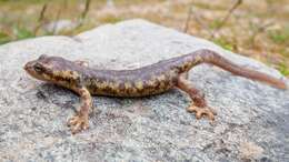 Image of Corsican Brook Salamander