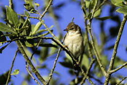 Image of Marsh Warbler