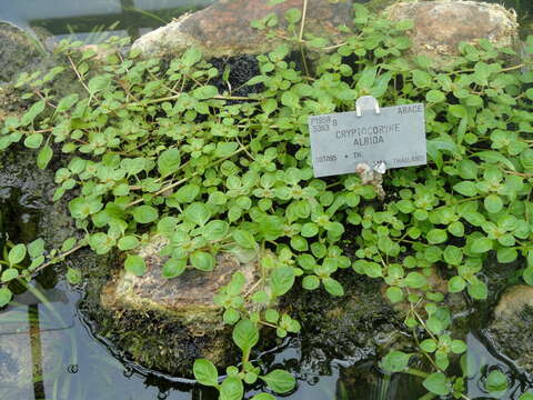 Image of Cryptocoryne albida R. Parker