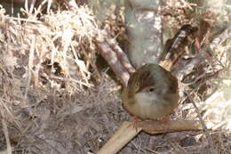 Image of Graceful Prinia