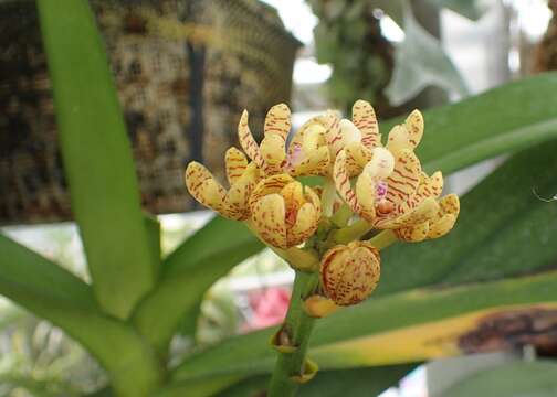 Image of Banana Orchid