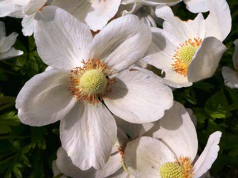 Image of Snowdrop Anemone