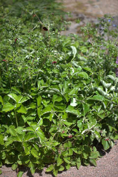 Image of ruby cinquefoil