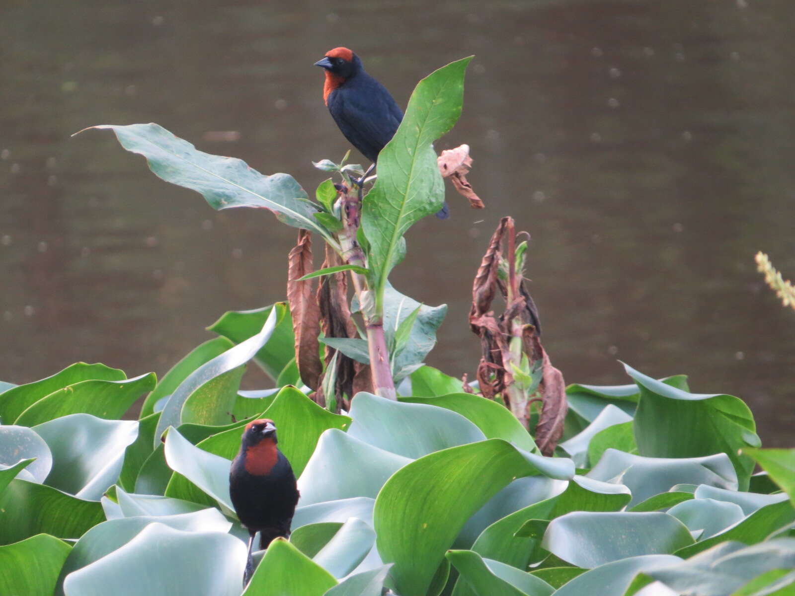 Image of Chestnut-capped Blackbird