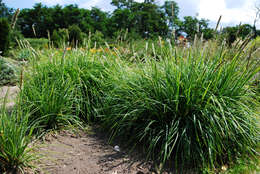 Image of autumn moor grass