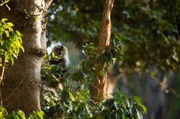 Image of Lion-tailed Macaque