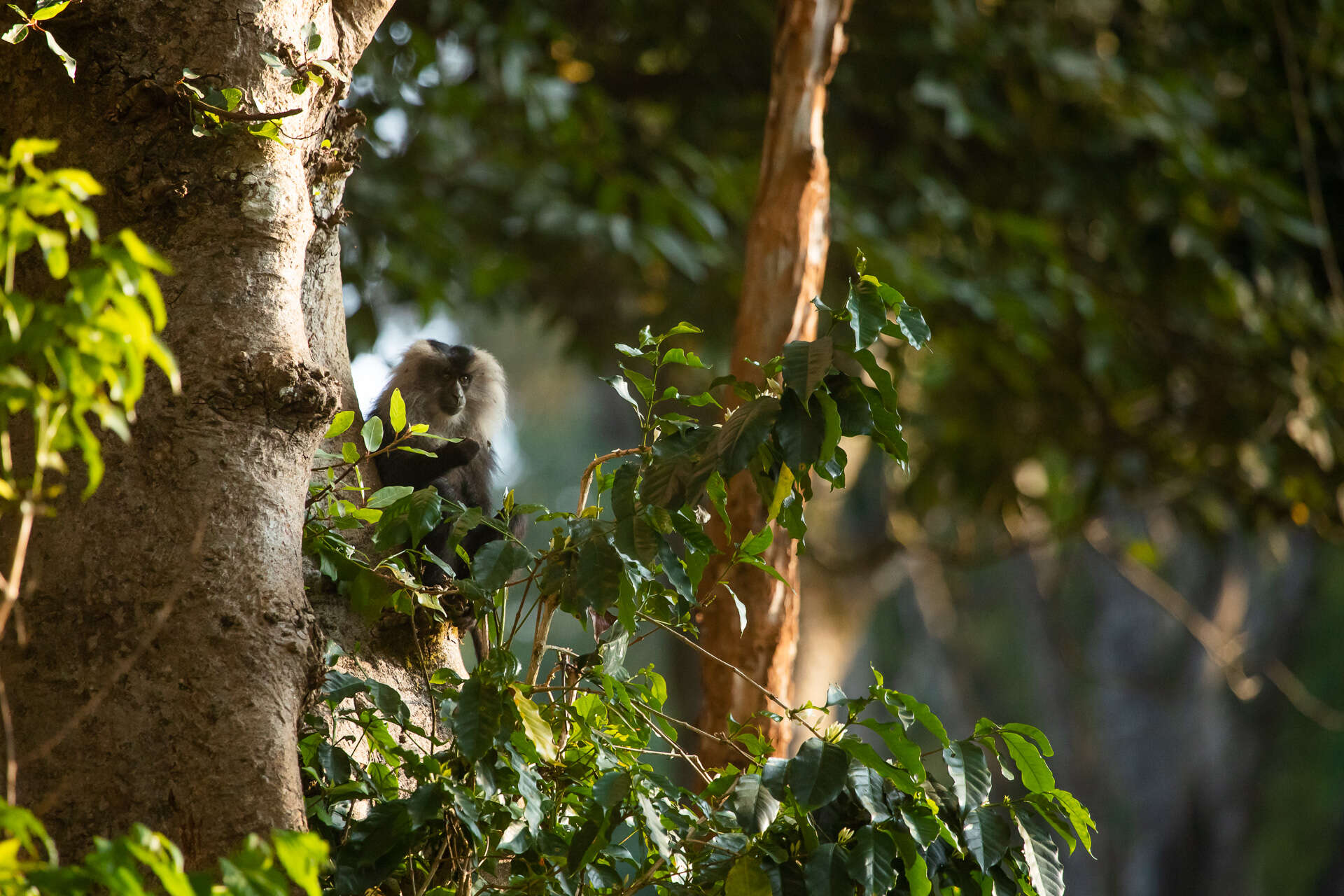 Image of Lion-tailed Macaque