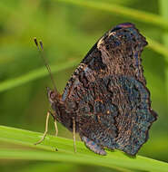 Image of Aglais io