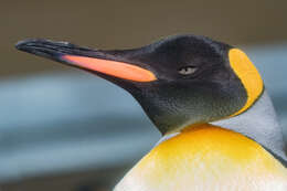 Image of King Penguin