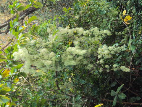 Image of Clematis javana DC.