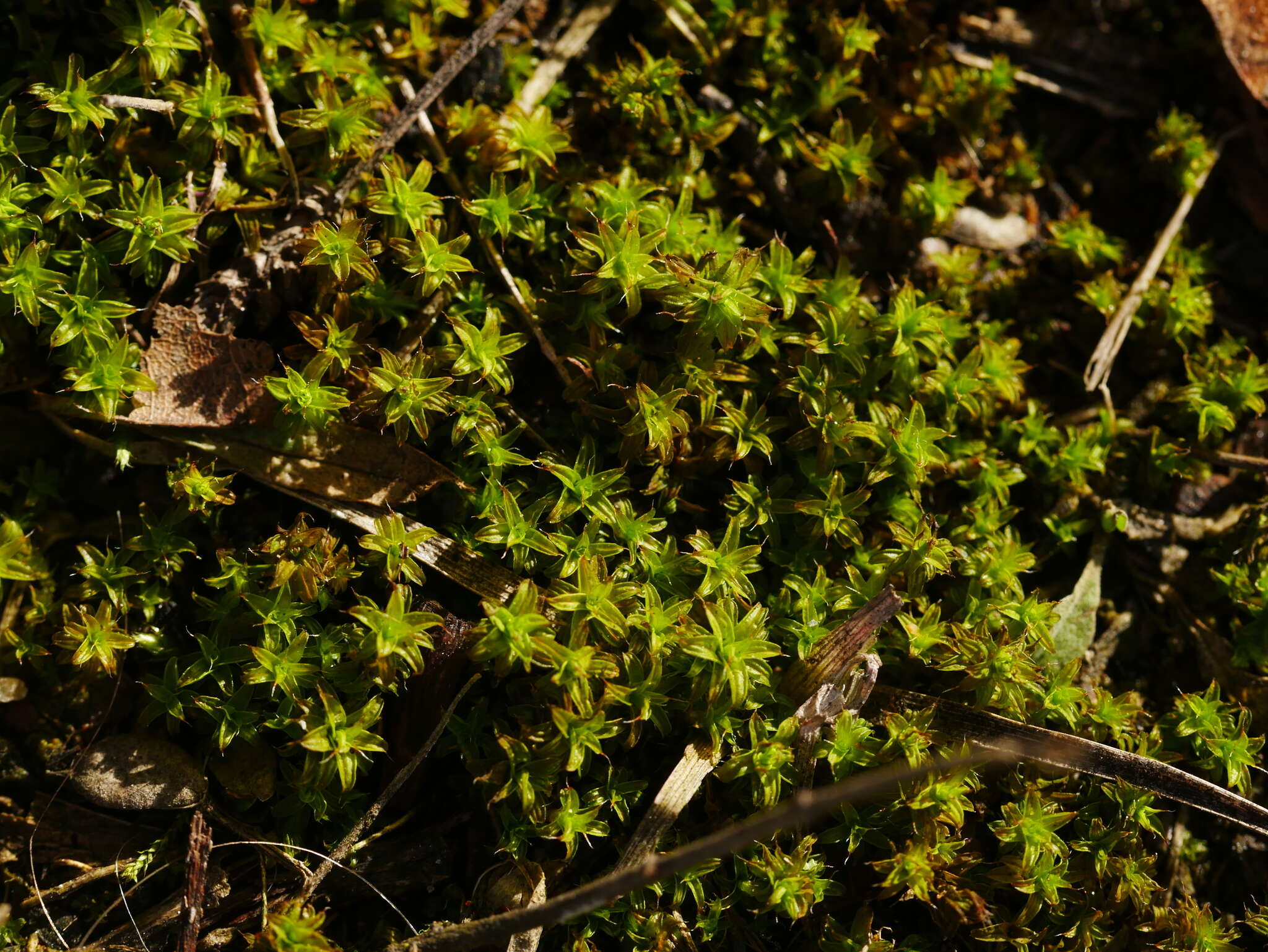 Plancia ëd Syntrichia ruralis Weber & D. Mohr 1803