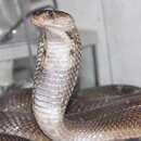 Image of Nubian spitting cobra