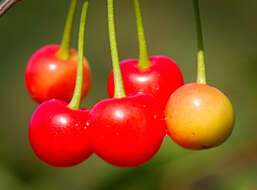 Image of gean, wild cherry