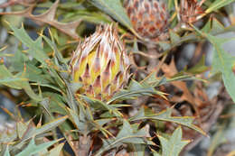 Image of Banksia arborea (C. A. Gardner) A. R. Mast & K. R. Thiele